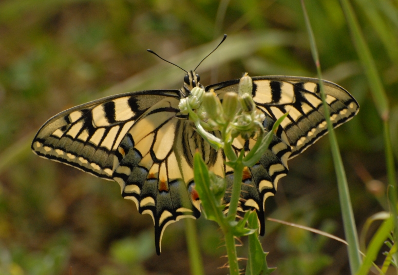 Papilio Machaon (photo credit Guy Pe'er)